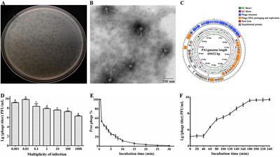 Role of hypothetical protein PA1-LRP in antibacterial activity of endolysin from a new Pantoea phage PA1